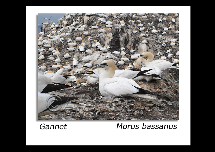 Gannets nesting